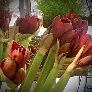 Beispielfotos von Sträussen | aktuelle Blumenauswahl